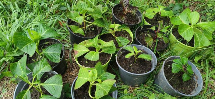 Douze pots de boutures d'hydrangéas après les avoir décapuchonnés. Les deux tiers on déjà formé de nouvelles feuilles, les autres se portent bien aussi.