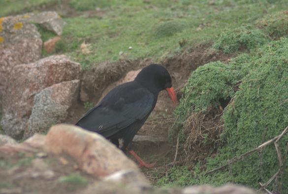 Crave au sol, de trois quart dos, inspectant les anfractuosités d'un fossé  entre cailloux et végétation basse, sur la côte sud de l'île d'Ouessant
