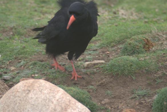 Le crave toujours au bord de son fossé, s'avance vers moi. Le vent le décoiffe fortement.