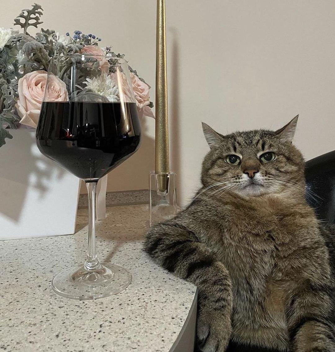Un chat accoudé a une table dans une attitude très humaine et avec un air blasé, avec un grand verre de vin rouge posé à côté de lui.