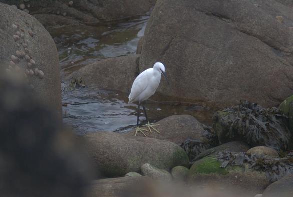 Un échassier au plumage blanc, bec et pattes noires, doigts jaunes à l'abri dans une baie de l'île d'Ouessant entre les rochers et l'océan.