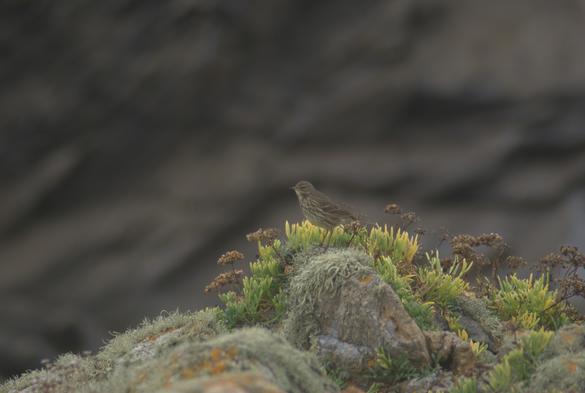 Pipit maritime juché sur un rocher couvert de criste marine et de lichens