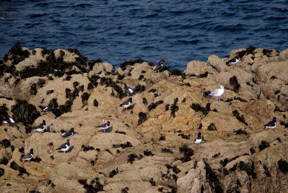 Colonie de huitriers-pie sur un rocher en avant-plan de l'île Keller, reconnaissables à leur bec rouge. Ils attendent la basse mer pour passer à table.Un goéland s'est mêlé à eux.