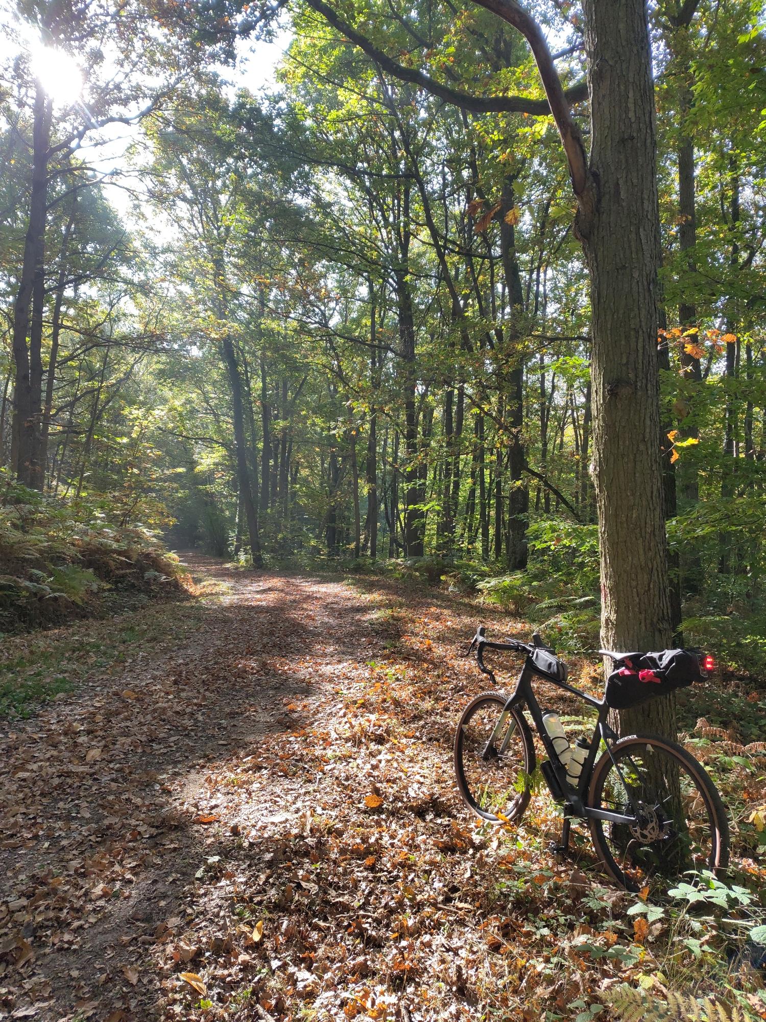 Dans la forêt, un chemin couvert de feuilles mortes, mon vélo appuyé contre un arbre, le soleil perce à travers le feuillage.