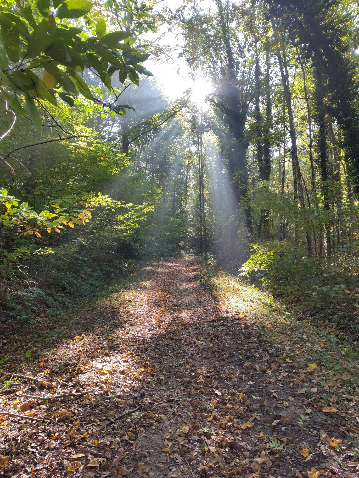Un chemin dans la forêt, couvert de feuilles mortes, le soleil traverse le feuillage en faisant comme un douche de lumière et des taches au sol.