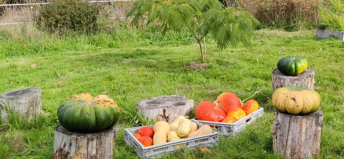 Trois courges musquées de Provence sur des billots de bois (notre salon d'été), deux cageots remplis de butternuts, potimarrons, courges rouge vif d'Étampes.  À l'arrière, notre albizia qui refuse de grandir.