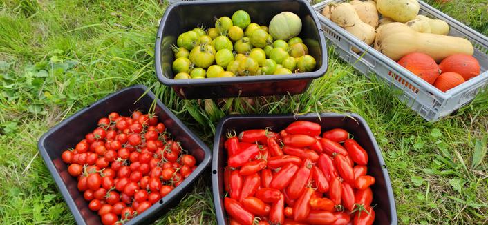 Trois barquettes remplies de tomates, une barquette DZ green zebra avec un melon, une barquette de cerisettes brin de muguet, une dernière de tomates San Marzano. 