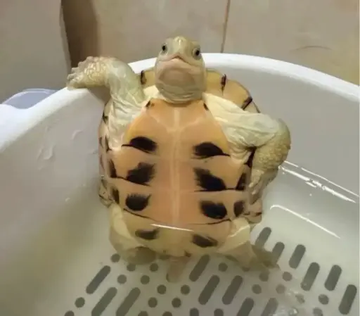 Une tortue  debout accoudée à une bassine à trous, qui se la pète.