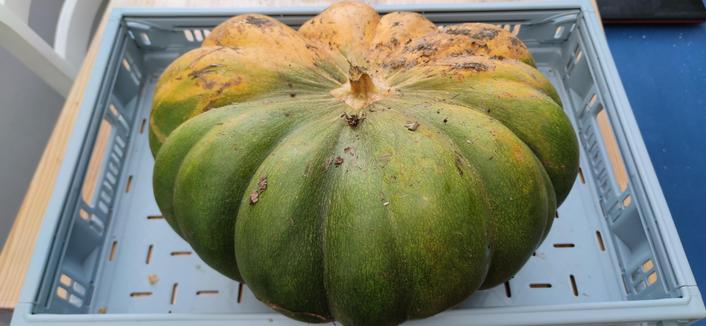 Imposante courge musquée de Provence dans une cagette plastique. 12,5 k d'égo surdimensionné.