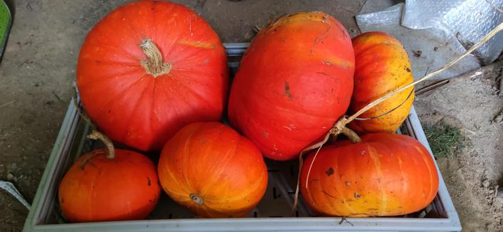 Cagette remplie de potirons 