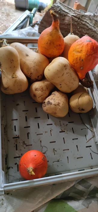Cagette de butternuts et de potimarrons. Tout seul dans un coin de la cagette, un petit potimarron rumine.