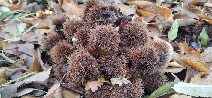 Amoncellement de bogues vides de châtaignes