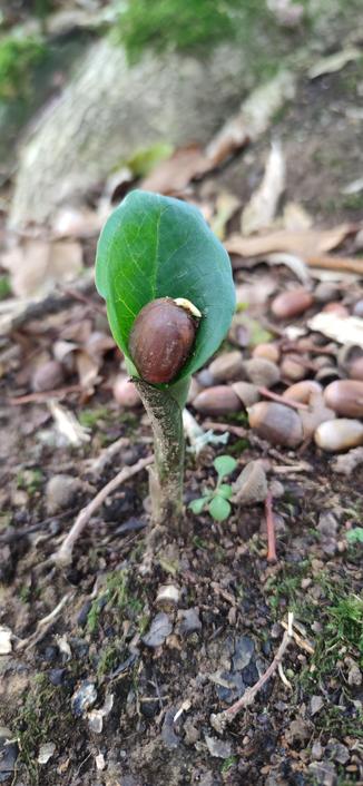 Un gland posé sur une plante (un arum) en train de sortir du sol, en forme de fauteuil présidentiel