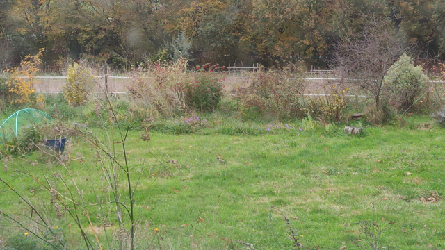 Filmé à travers la fenêtre du cellier, je surprends un pic-vert en train de  picorer sur la pelouse