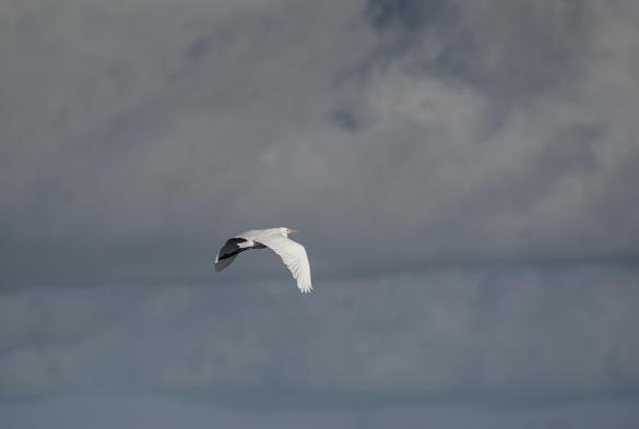 Un zozio blanc à longues pattes vole sur un fond très nuageux Photo prise au-dessus des marais salants de Batz-Sur-Mer (sud de Guérande) 
