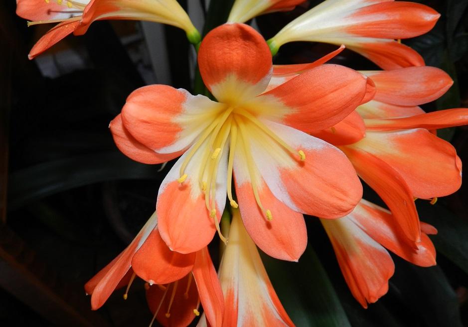 Sorry, no caption provided by author