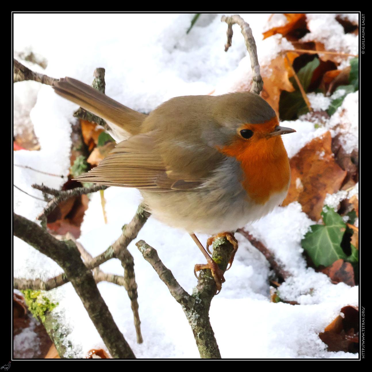 Rouge-gorge posé sur une branche sur de la neige