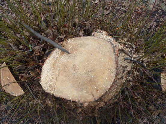 The linden tree formerly known as OSM node 1791518519 https://www.openstreetmap.org/node/1791518519#map=19/60.190799/24.963201