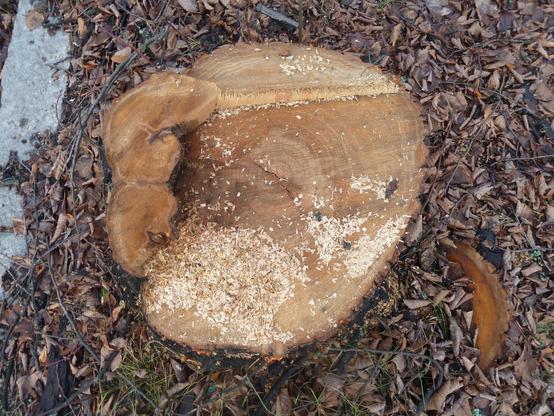 The linden tree formerly known as OSM node 1791540715 in front of Mäkelänkatu 8 before the turn https://www.openstreetmap.org/node/1791540715#map=19/60.192519/24.960900