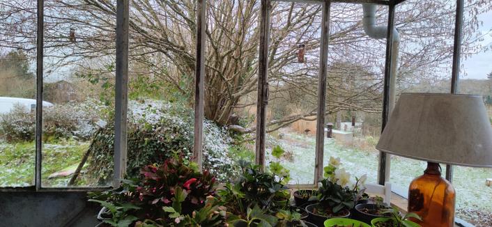 depuis la cuisine, photo de la véranda. À l'extérieur, une fine couche de neige tombée cette nuit dont une bonne partie a déjà fondu. les mangeoires dans le noisetier ne désemplissent pas de mésanges, moineaux et pinsons des arbres. au premier plan, hivernage de boutures d'hortensias, Schlumbergeras et hellébores.