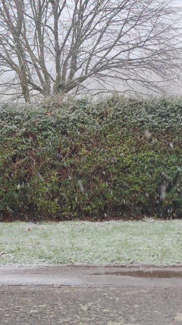 filmé depuis la fenêtre, il neige dru sur la chaussée, elle semble vouloir tenir sur l'herbe et la haie du voisin