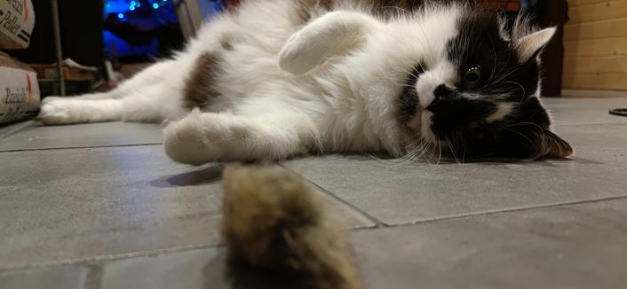 Oskar le chat noir et blanc est couché sur le carrelage. il avance une patte vers son jouet, une souris en peluche posée juste devant l'objectif.
