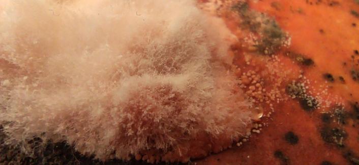 Gros plan sur une moisissure blanche se développant sur une courge rouge vif d'Étampes