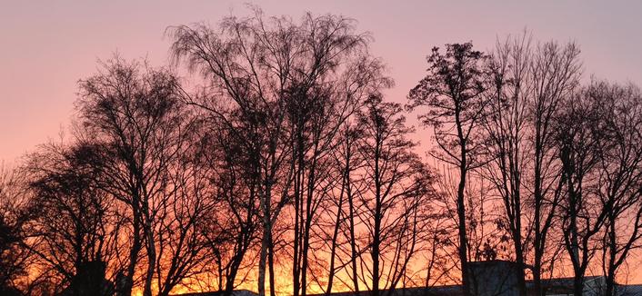 L'aurore d'une matinée froide embrase une rangée de grands arbres caducs.