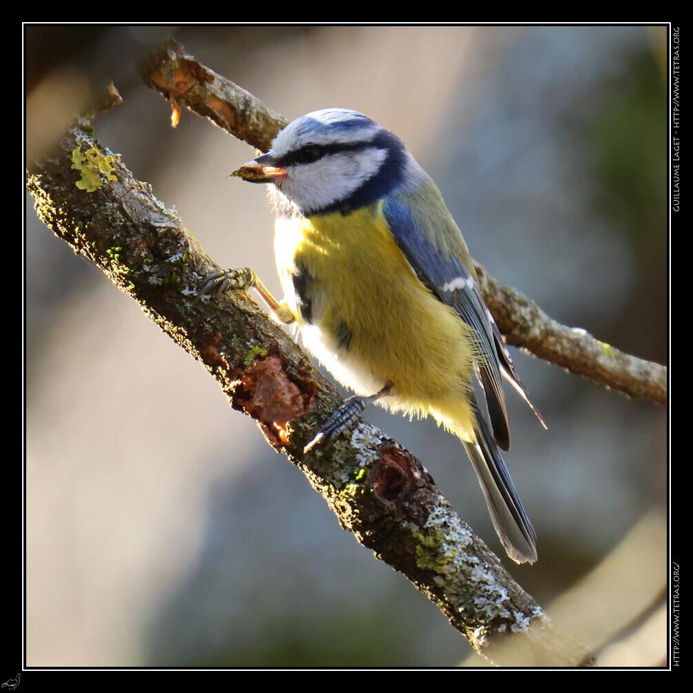 Mesange bleue la graine au bec