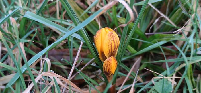 deux crocus jaune orangé dans l'herbe