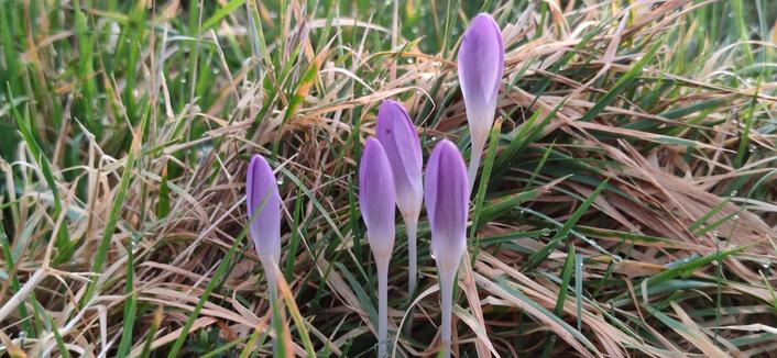 petit groupe de 5 crocus violet