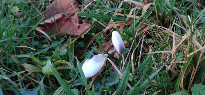 deux crocus blanc
