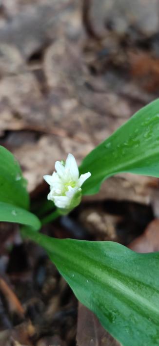 fleur blanche d'un plant d'ail des ours