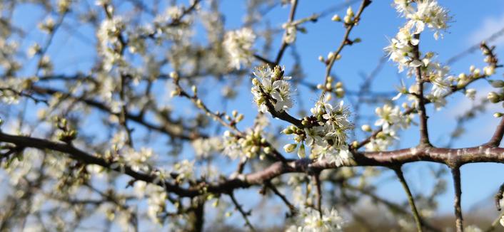 gros plan sur une branche de prunellier en fleurs blanches sur fond de ciel bleu