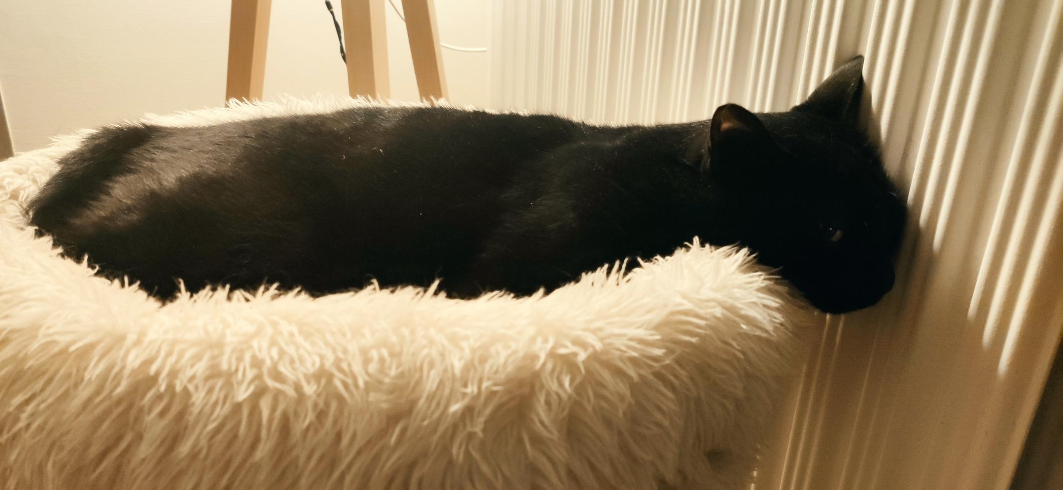 Chazerty allongée dans son panier, la tête collée au radiateur à côté.