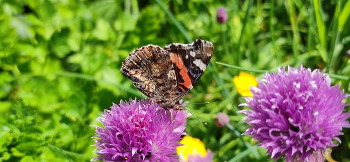 papillon 'vulcain' butinant une fleur de ciboulette