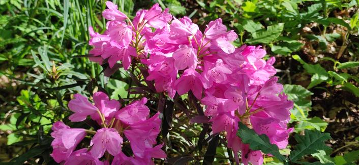 fleurs roses d'un jeune rhododendron illuminé par le soleil du soir