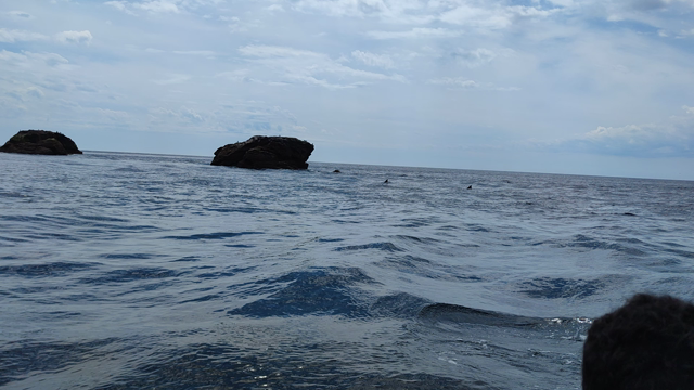 une colonie de grands dauphins en train de chasser autour du zodiac.