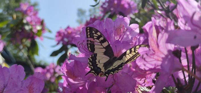un machaon butine sur une fleur de rhododendron