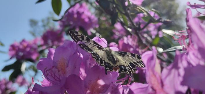 le machaon toutes ailes déployées sur la fleur de rhododendron