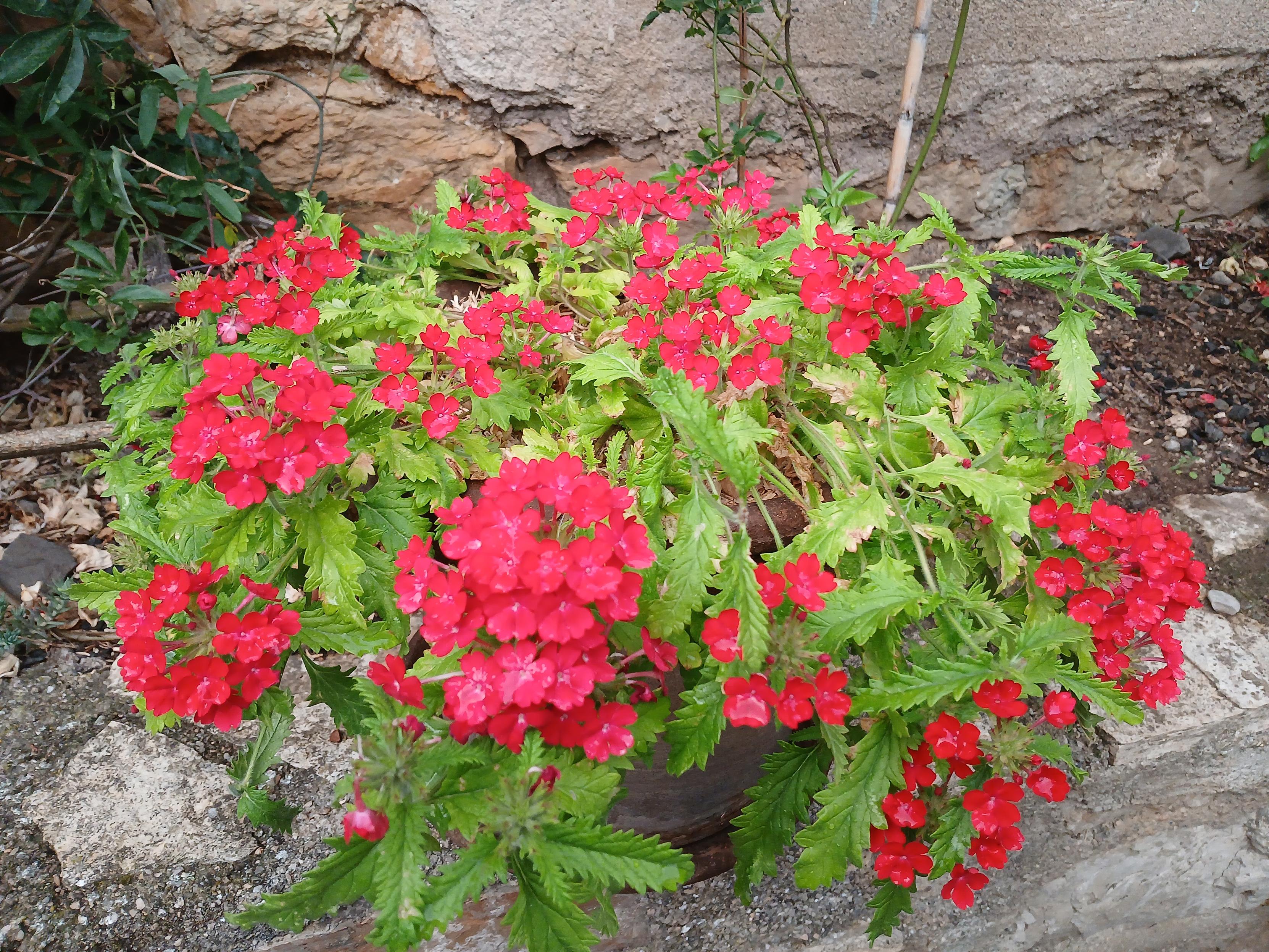 Pot de verveine fleurie, très rouge