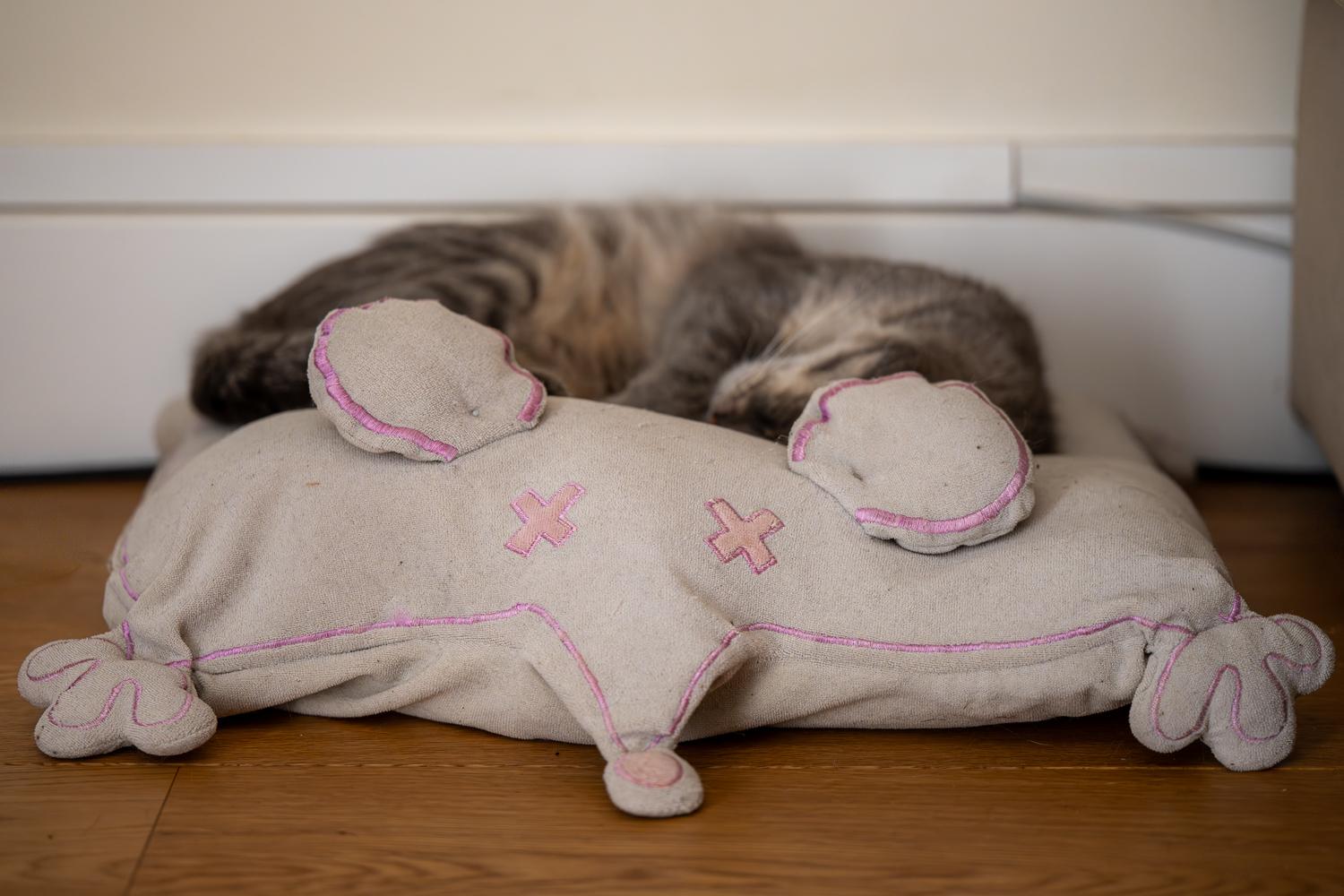 Poutou endormi sur un coussin en forme de souris