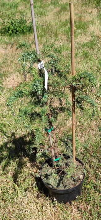 larix kaempferi diana ou mélèze du japon tortueux dans son pot et ses tuteurs. La terre du pot est couverte d'aiguilles. L'arbre naturellement tortueux l'est plus encore et semble flagada. Je l'ai mis au soleil pour la photo, mais il est normalement stocké à l'ombre d'un noisetier. Il est régulièrement arrosé, peut-être trop, on l'a mis à tremper  plusieurs fois pendant la canicule. En le dépotant pour vérifier, la motte est bien humide. 
