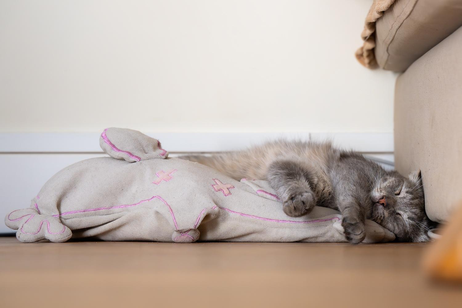 Poutou endormi sur son coussin en forme de souris morte (mais une mort mignonne, rose).