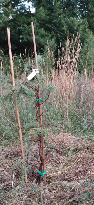larix kaempferi diana planté en plein champ, abondamment arrosé et paillé. Il a sous ses pieds au moins 70 cm de bonne terre. il lui faudra supporter les chaleurs de l'été mais on va veiller sur lui...