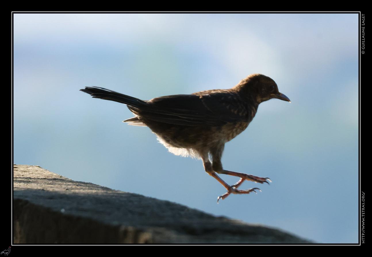 merlette sautant d'un muret