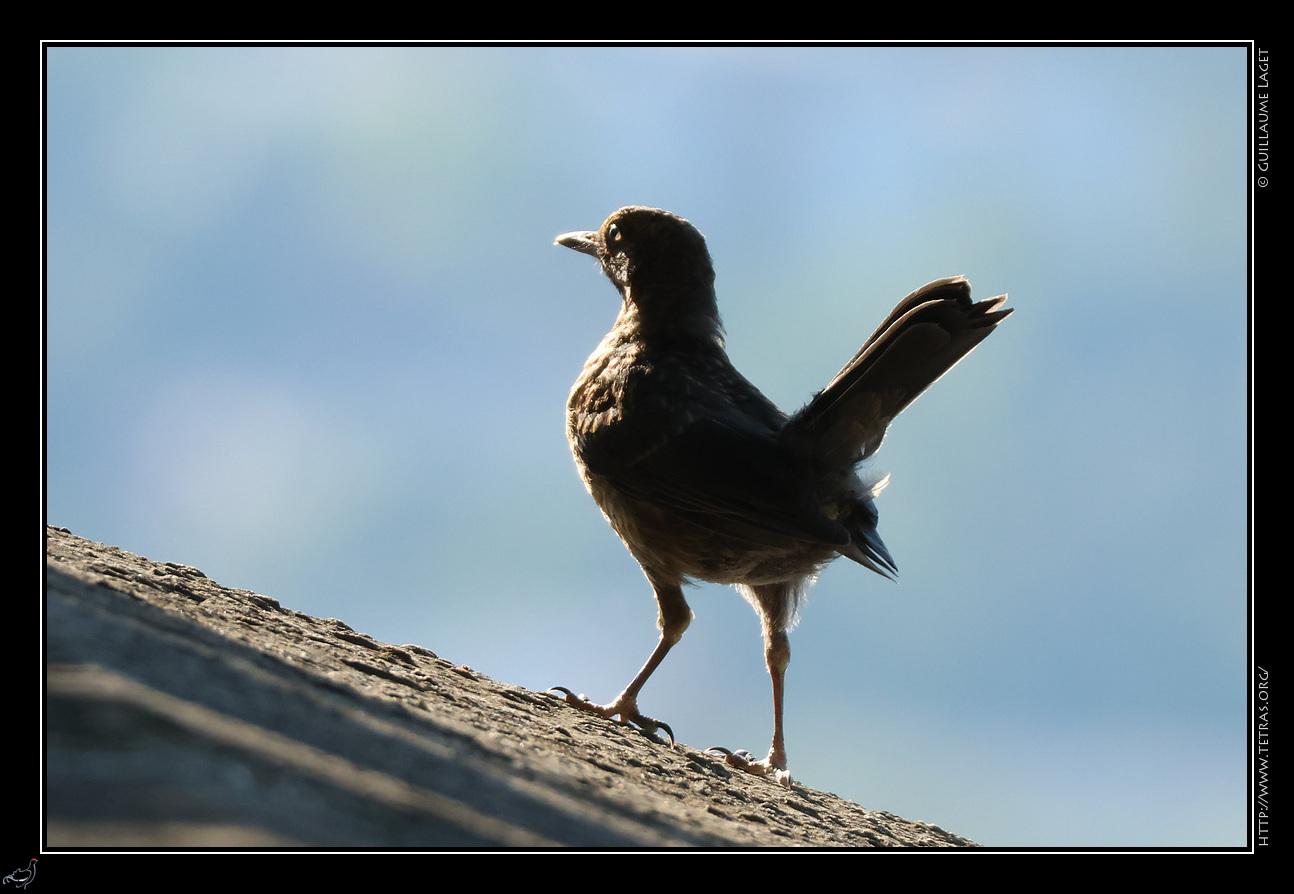 merlette sur un muret
