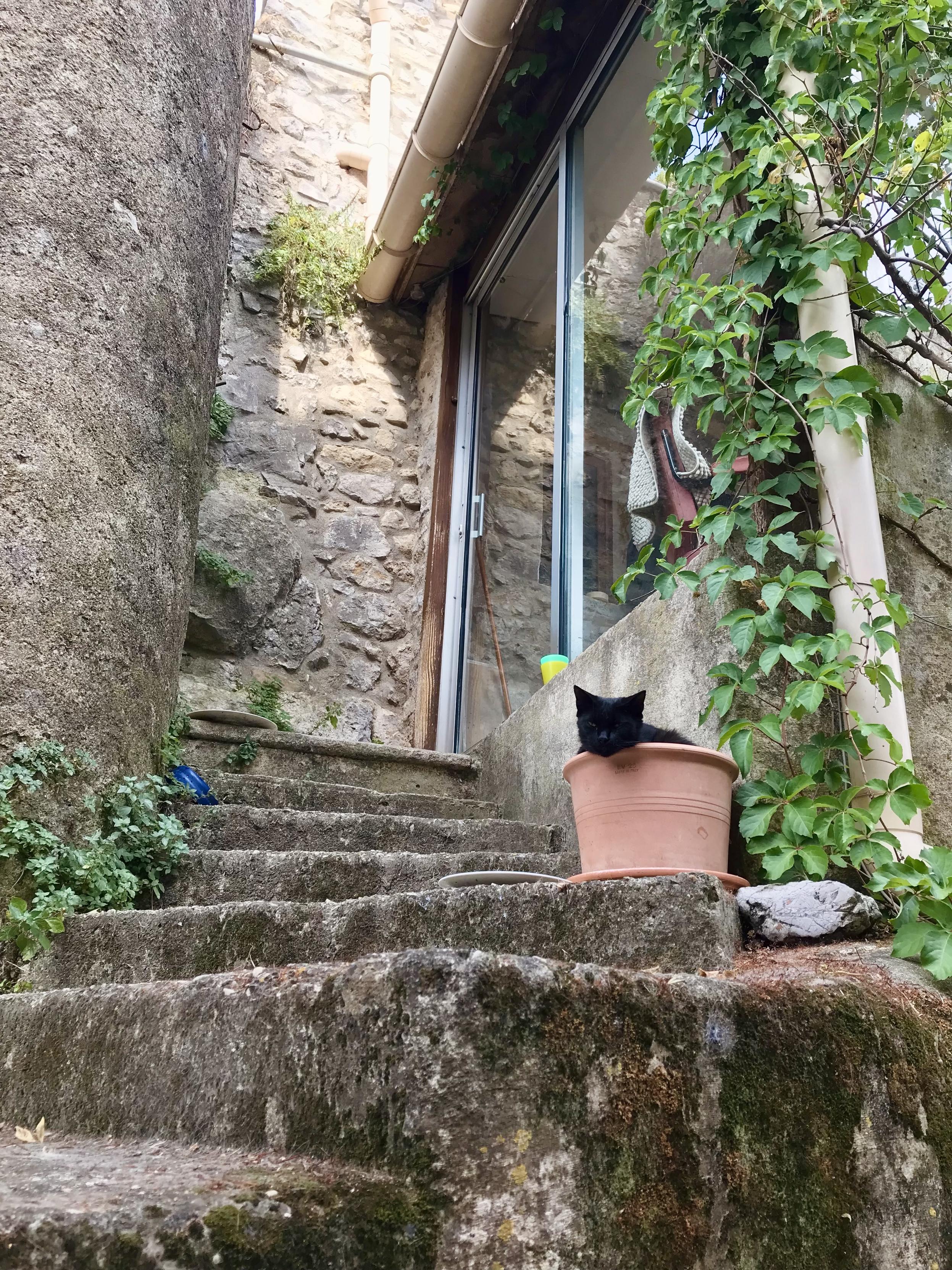 Photo en contreplongée de marches en pierre qui montent vers la porte vitrée d’une petite véranda cerclée de lierre. Sur les marches une tête de chat noir dépasse d’un pot de fleurs en terre cuite.