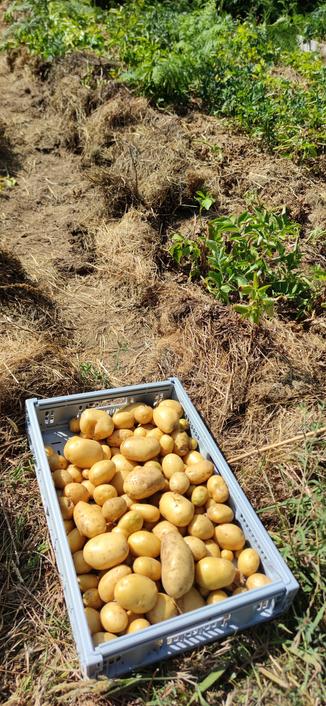 cagette de pommes de terre Agatha, récolte dune ligne de 6 mètres de long. patates grosses, saines, nombreuses. d'autres lignes de patates attendent d'être ramassées en arrière-plan.