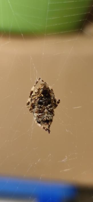 gros plan sur l'abdomen d'une épeire aux pattes repliées.